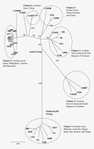 Unrooted Nj Tree Of Full Length Dna R For Banana Bunchy - Banana Bunchy Top Virus Life Cycle #8312643