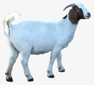 Photo Store Kambing Pictures Download #8313363 Photo Store Kambing Pictures Download #8313363