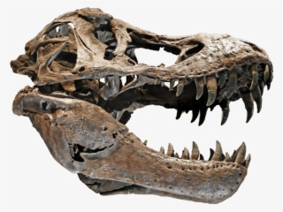 1024 X 777 0 - Tyrannosaurus Skull Png #8315497