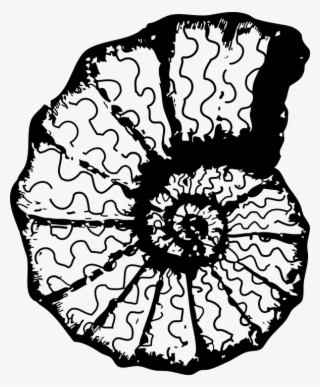 Fossil Clipart Shell Fossil - Sea Shell Clip Art #8315559