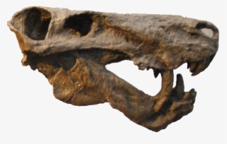 Inostrancevia Alexandri - Inostrancevia Alexandri Inostrancevia Skull #8315837