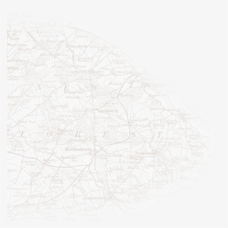 New Forest National Park #8316693