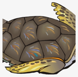 Sea Turtle Clipart Sea Turtle Clip Art Free Clipart - Clip Art Realistic Turtle #8319480
