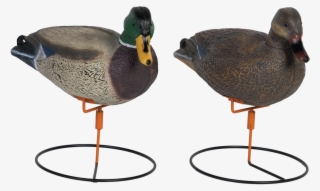 Drake Full Body Png - Mallard #8319606