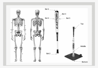 Modified Helen Hayes Full Body Marker System And Custom - Esqueleto Humano Frente Y Dorso #8320202