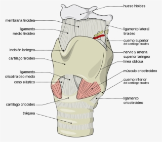 How The Voice Box Works While Singing Why Do We Even - Internal Branch Of Superior Laryngeal Nerve #8321339