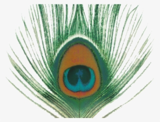 5 Peacock Clipart Png Format Free Clip Art Stock Illustrations - Xtc Apple Venus Volume 1 #8323989