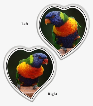 Tear Shaped Heart Left Or Right - Parrot #8325671 Tear Shaped Heart Left Or Right - Parrot #8325671