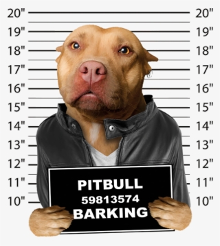 Pitbull Mugshot #8331982