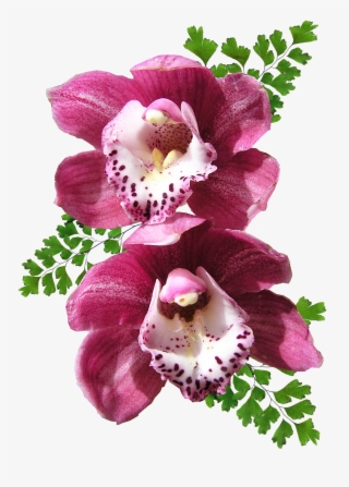 Orchid - Orquideas Png #8332358