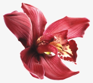 Orquideas Rojas Dibujos #8332670