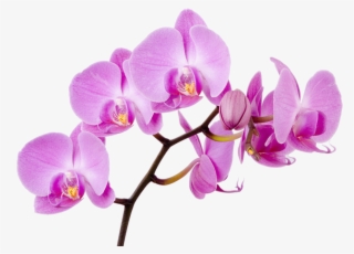 Яндекс - Фотки - Orchid Flower #8332857