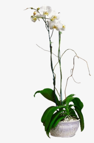 Orchids & Curly Willow - Moth Orchid #8333070