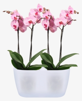 Home > Collection > Brussels Orchid Duo - Moth Orchid #8333243