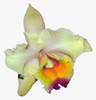 Png Клипарт "beautiful Orchids Flower" - Christmas Orchid #8333308