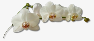 White Orchid Flower #8333401