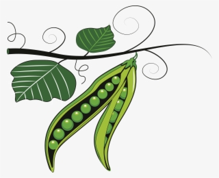 Pea Clipart Vector - Peas Art #8335329