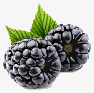 Vector Royalty Free Berry Drawing Blackberry Fruit - Ahududu Yabanmersini #8336091