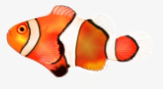 Clown-fish - Coral Reef Fish #8336803