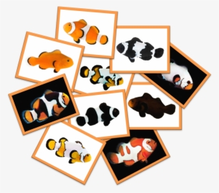 Fantasized By The Nemo Movie, Do You Think Clownfish - Clownfish #8337199