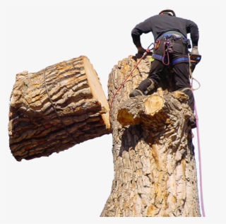 Jeffs Tree Home Page Tree Overlay - Tree Stump #8337286 Jeffs Tree Home Page Tree Overlay - Tree Stump #8337286