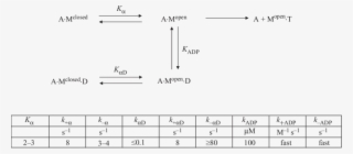 A Model For The Interaction Of Adp And Atp With Rat - Number #8337365