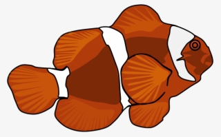 Maroon Clownfish #8337481