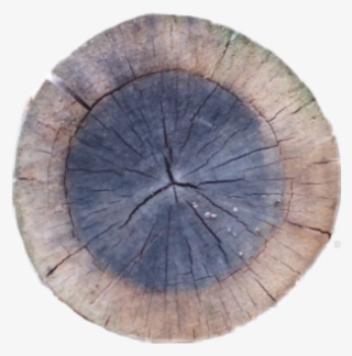 Crosssection Tree Stump Sawed Sawedwood Wood Tree Cutdo - Circle #8337586