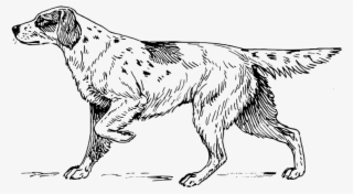 Free Vector Setter - Perro De Caza Dibujo #8337734