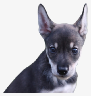 Blair Braverman On Twitter - Companion Dog #8341423