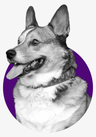 We Understand That Some Dogs Need Extra Time And Attention, - Dog #8341705