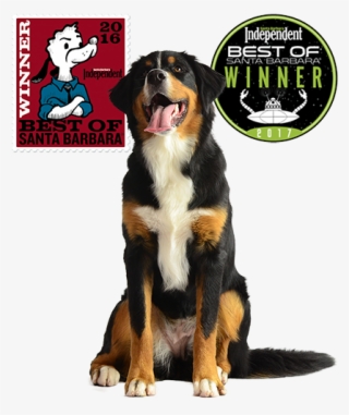 Any Dog, Any Age, Any Problem - Bernese Mountain Dog #8341784