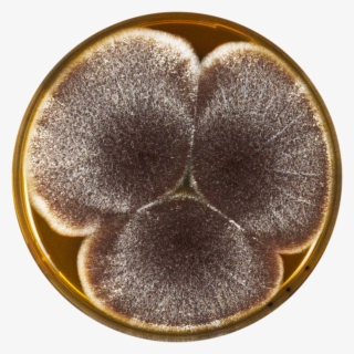 Aspergillus Aculeatinus Meaox - Heart #8342208