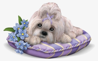 Shih Tzu Breeders, Puppy Images, Kitten Images - Dog #8343089