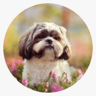 Shih Tzu 4u - Chiens Les Plus Calmes #8343210