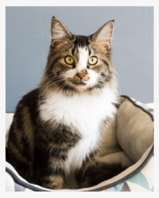 Photo Of Ak1776 Possum - Domestic Long-haired Cat #8343252