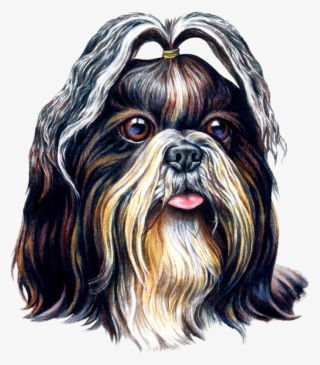 Shih Tzu Png #8343474 Shih Tzu Png #8343474