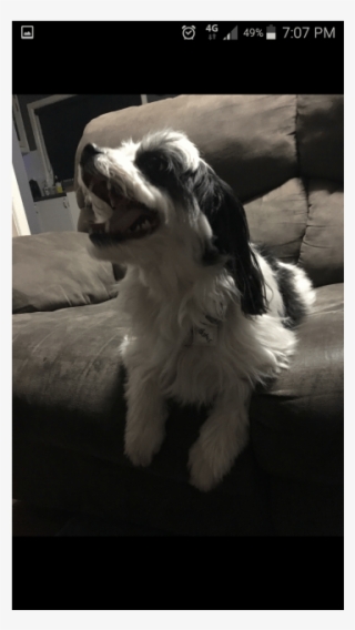 Donate To Petrescue - Dog Catches Something #8343522