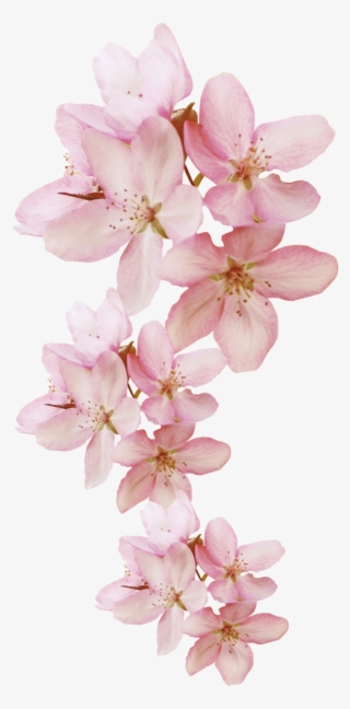 Flower #8343523 Flower #8343523