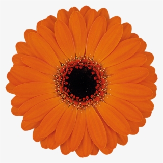 Allure® - Paper #8343968