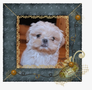 Enchanted Mountain Shih Tzu - Mal-shi #8344674
