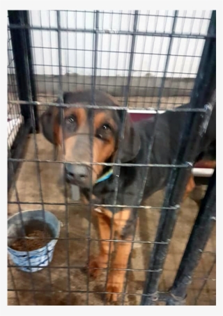 Bob Adopted Into Forever Home - Companion Dog #8345015