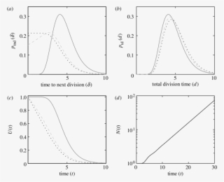 Dividing Population With Lognormal Division Time Distribution - Diagram #8345252