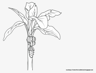 30 Amazing Look Banana Clipart Download It For Free - Illustration #8345641