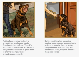 Rottweiler - Power Of Rottweiler #8345708