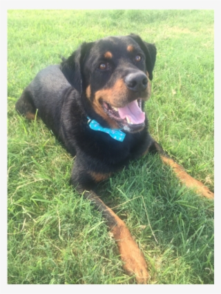 Dog Catches Something #8346161