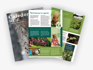 Join Trees For Life And Receive Our Exclusive Members - Brochure #8346565