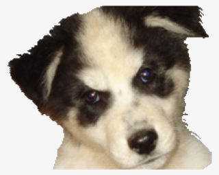 Companion Dog #8350242