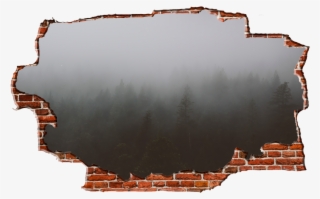 Zapwalls Decals Morning Forest Cloudy Sky Breaking - New York City #8354585