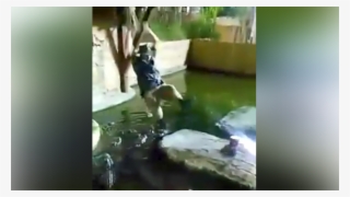 Man Plunges Into Gator-infested Pool After Rope Swing - Michael Womer Falls Into Crocodile #8356055